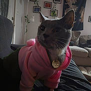 Eris joined the competition — help win amazing prizes! cat, pink_hoodie, pet_clothing, indoor, living_room, sofa, framed_pictures, tapestry, curious, domestic_cat, feline, cozy, pet_tag, soft_lighting, houseplant, floor_lamp, couch, furniture, whiskers, ears