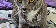 Eris is registered to the contest to win money with this photo: cat, grey_cat, yellow_eyes, white_paws, bed, blanket, pillow, indoor, pet, fur, whiskers, collar, tag, curious, animal, mammal, domestic, close_up, feline, resting