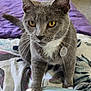 animal, bed, blanket, cat, close_up, collar, curious, domestic, feline, fur, grey_cat, indoor, mammal, pet, pillow, resting, tag, whiskers, white_paws, yellow_eyes
