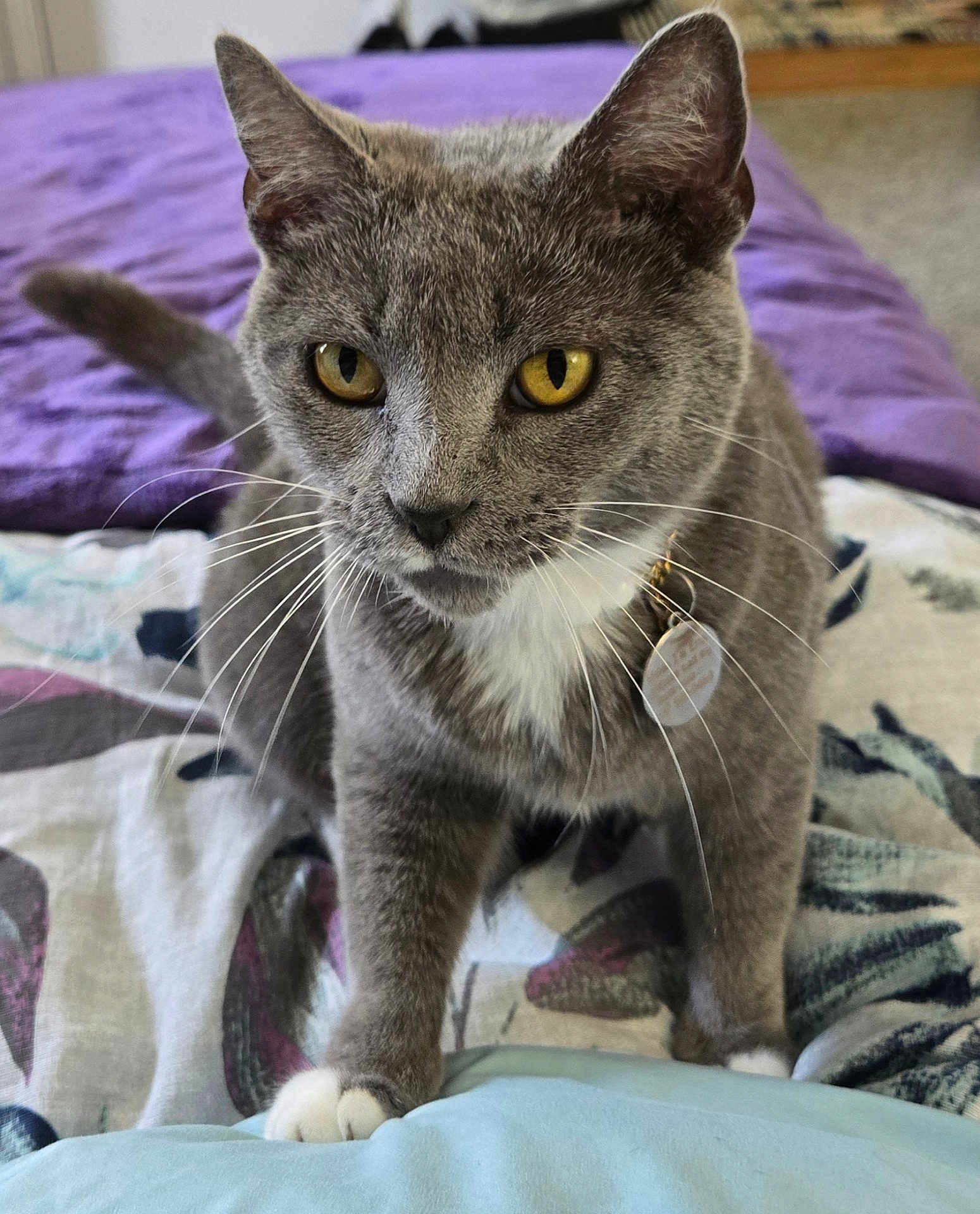 Eris is registered to the contest to win money with this photo: cat, grey_cat, yellow_eyes, white_paws, bed, blanket, pillow, indoor, pet, fur, whiskers, collar, tag, curious, animal, mammal, domestic, close_up, feline, resting