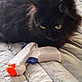Beanie is registered to the contest to win money with this photo: animal, bed, bedroom, black_cat, blanket, cat, clothing, curious, domestic_cat, fur, furniture, hand, human, indoor, person, pet, relaxing, soft, toy_gun, yellow_eyes