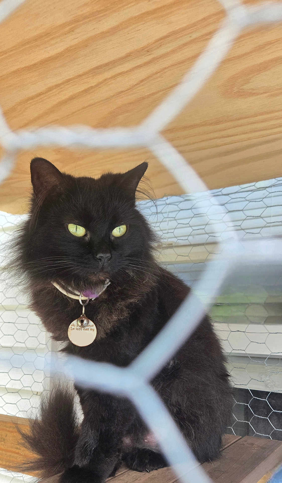 Beanie is registered to the contest to win money with this photo: black_cat, cat, pet, animal, feline, collar, tag, wire_mesh, hexagonal_mesh, wooden_surface, outdoor, yellow_eyes, fur, sitting, closeup, portrait, domestic_cat, whiskers, tail, side_view