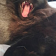Beanie is registered to the contest to win money with this photo: animal, bed, black_cat, cat, close_up, cozy, cute, domestic_cat, fur, furry, indoor, mammal, pet, relaxed, resting, sleepy, teeth, tongue, whiskers, yawning