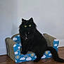Beanie is registered to the contest to win money with this photo: black_cat, cat, pet, indoor, furniture, cardboard_couch, floor, wooden_floor, yellow_eyes, fluffy_fur, collar, bell, curious, sitting, animal, household, wall, blue, clouds, rainbow