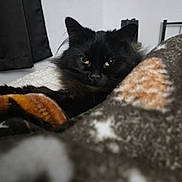 Beanie joined the competition — help win amazing prizes! cat, black_cat, pet, animal, feline, indoor, blanket, cozy, fur, yellow_eyes, resting, bedroom, curtain, home, comfort, looking, close_up, soft, warm, relaxed