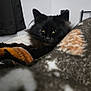 cat, black_cat, pet, animal, feline, indoor, blanket, cozy, fur, yellow_eyes, resting, bedroom, curtain, home, comfort, looking, close_up, soft, warm, relaxed