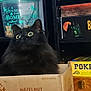 Beanie joined the competition — help win amazing prizes! animal, betrayal, black_cat, board_games, cardboard_box, cat, container, cozy, curious, cute, fur, furniture, game_box, hazelnut, home, indoors, pet, poker's_wild, shelf, wide_eyes