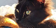 Beanie is registered to the contest to win money with this photo: black_cat, cat, dog, sunlight, sleeping_dog, pet, animal, fur, whiskers, collar, indoor, close_up, relaxation, cozy, companion, peaceful, bed, blanket, soft_light, portrait