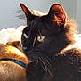 black_cat, cat, dog, sunlight, sleeping_dog, pet, animal, fur, whiskers, collar, indoor, close_up, relaxation, cozy, companion, peaceful, bed, blanket, soft_light, portrait