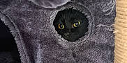 Beanie joined the competition — help win amazing prizes! alert, black_cat, carpet, cat, cat_tree, cozy, curious, eyes, fur, fuzzy, green_leaves, hanging_toy, hole, indoor, peeking, pet, plant, playful, scratching_post, toy