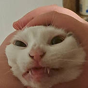 Bbkat joined the competition — help win amazing prizes! cat, white_cat, hand, fangs, face, close_up, pet, animal, funny_expression, indoor, cute, whiskers, pink_nose, feline, domestic_cat, portrait, squished_face, eyes, mouth, fur