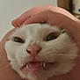 cat, white_cat, hand, fangs, face, close_up, pet, animal, funny_expression, indoor, cute, whiskers, pink_nose, feline, domestic_cat, portrait, squished_face, eyes, mouth, fur