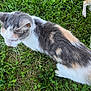 cat, calico, grass, outdoor, pet, animal, dog_legs, fur, whiskers, nature, greenery, side_view, walking, daylight, mammal, domestic, companion, playful, curious, field
