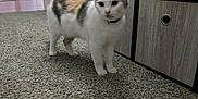 Bbkat is registered to the contest to win money with this photo: cat, calico_cat, carpet, indoor, furniture, drawer, trash_bin, floor, pet, animal, curious, walking, domestic, home, room, doorway, collar, white, orange, gray