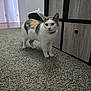 cat, calico_cat, carpet, indoor, furniture, drawer, trash_bin, floor, pet, animal, curious, walking, domestic, home, room, doorway, collar, white, orange, gray