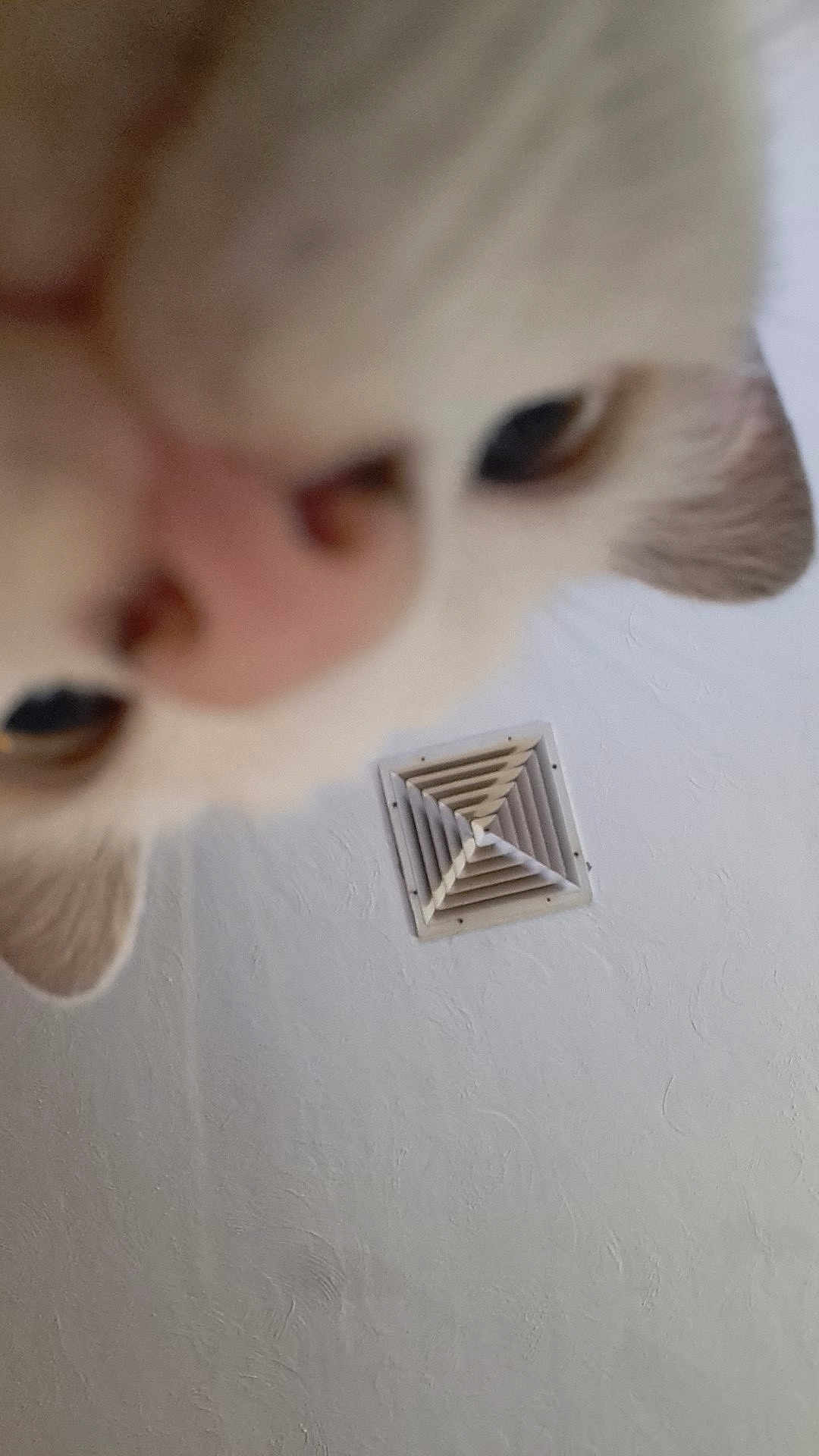 Bbkat