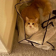 Luca is registered to the contest to win money with this photo: cat, orange_cat, white_cat, pet, indoor, carpet, bag, plastic_bag, fluffy, curious, looking_up, corner, wall, floor, domestic_animal, feline, animal, cute, resting, cozy