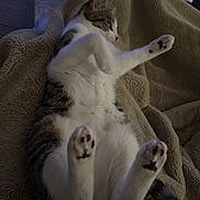 Bao a rejoint le concours — aidez-le/la à gagner de superbes lots ! cat, pet, paws, belly, blanket, indoor, cozy, fur, tabby, white_fur, lying_down, paw_pads, whiskers, relaxed, closeup, sleeping, couch, cute, toes_up, stretched