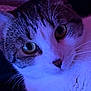 Bao participe au concours pour gagner de l'argent avec cette photo : cat, feline, close_up, portrait, eyes, whiskers, fur, nose, tabby, white_fur, domestic_cat, pet, indoor, purple_lighting, neon, face, relaxed, cozy, macro, stare