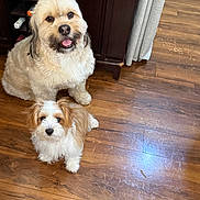 Marley And Kobe joined the competition — help win amazing prizes! animal, brown_and_white, curtain, cute, dog, domestic, floor_scratches, fluffy, fur, happy, household, indoor, looking_up, medium_dog, pet, sitting, small_dog, two_dogs, wine_rack, wooden_floor