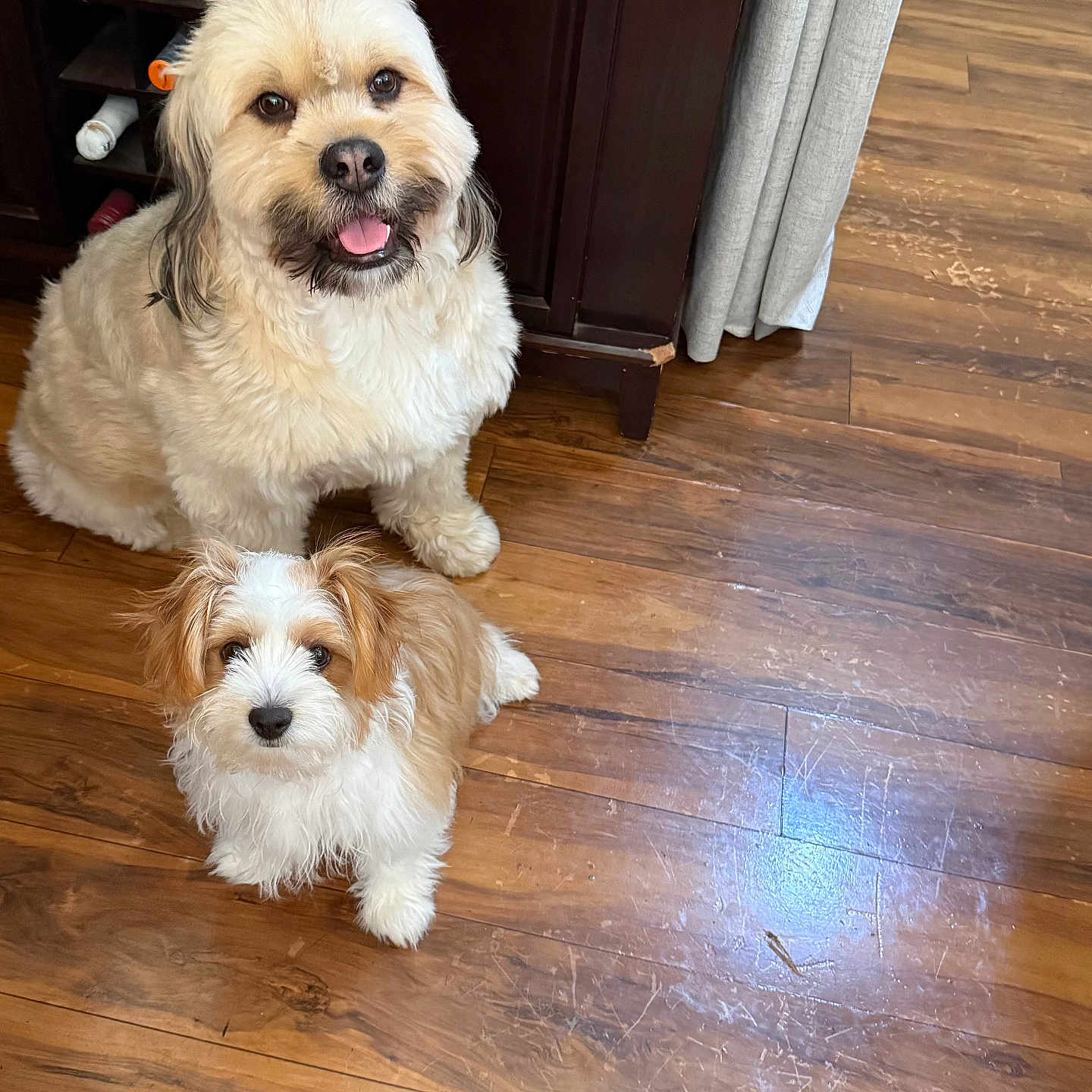 Marley And Kobe