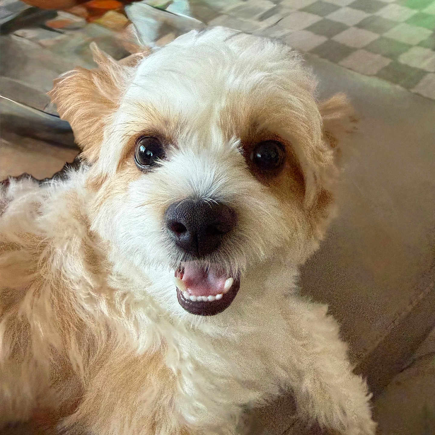 Kobi