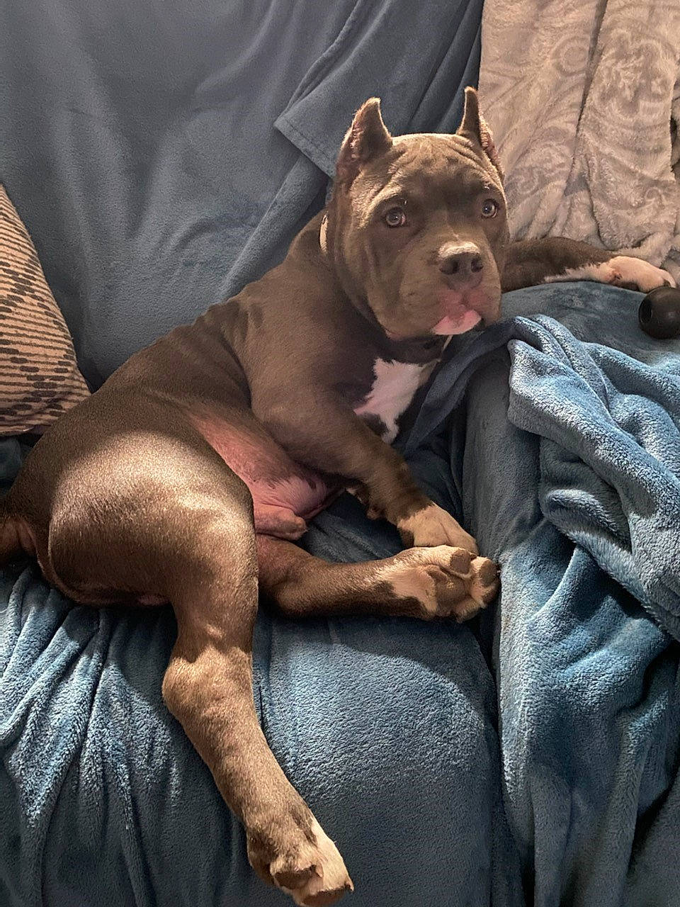 Diesel is registered to the contest to win money with this photo: canidae, carnivore, comfort, companion_dog, dog, dog_breed, fawn, flesh, fur, guard_dog, human_leg, liver, molosser, non_sporting_group, snout, sporting_group, terrestrial_animal, whiskers, wrinkle