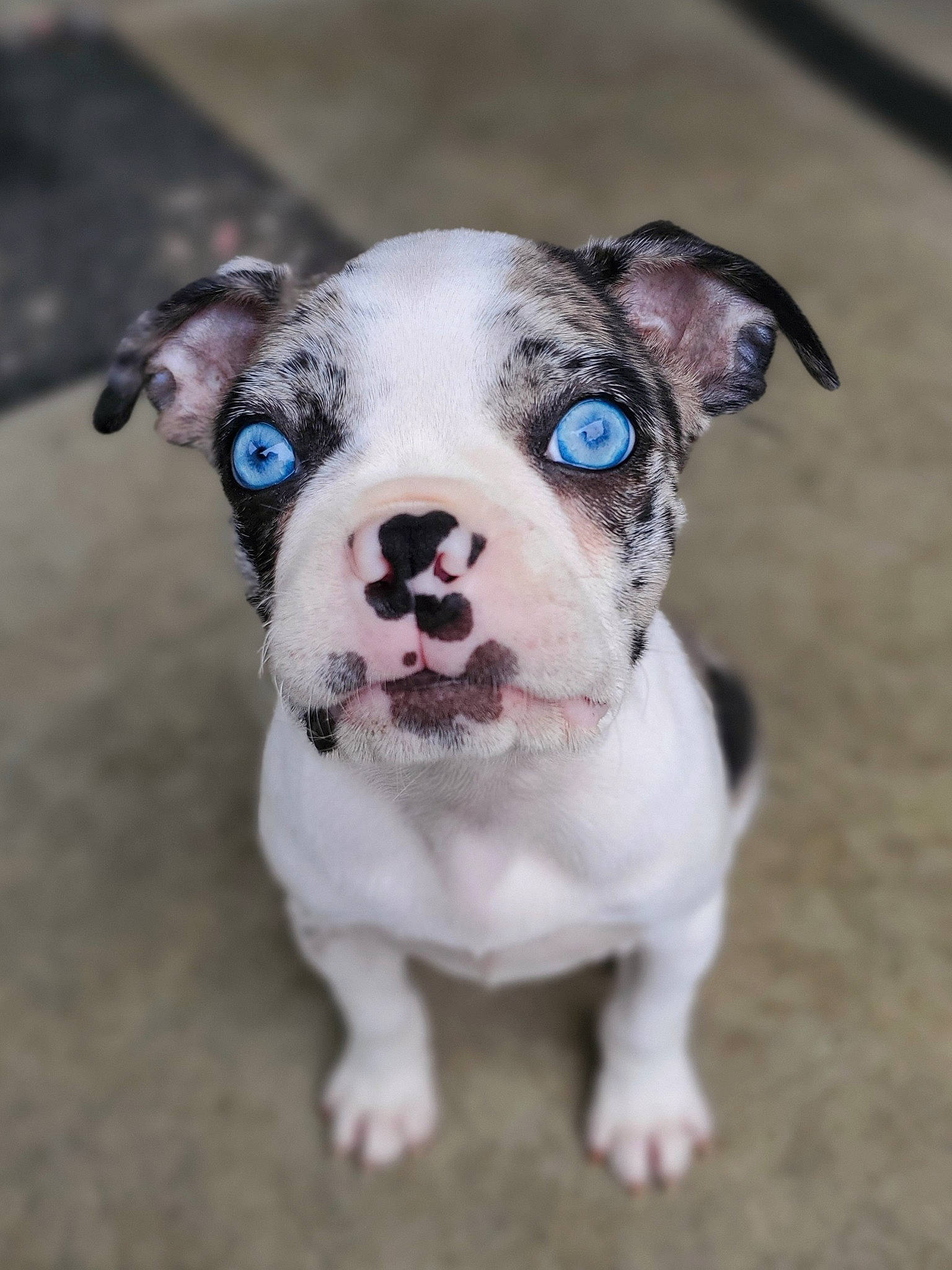 Frida Freckles joined the competition — help win amazing prizes! art, bulldog, canidae, carnivore, collar, companion_dog, dog, dog_breed, dog_clothes, dog_collar, fawn, leash, molosser, puppy, snout, sporting_group, terrestrial_animal, whiskers, working_animal, working_dog