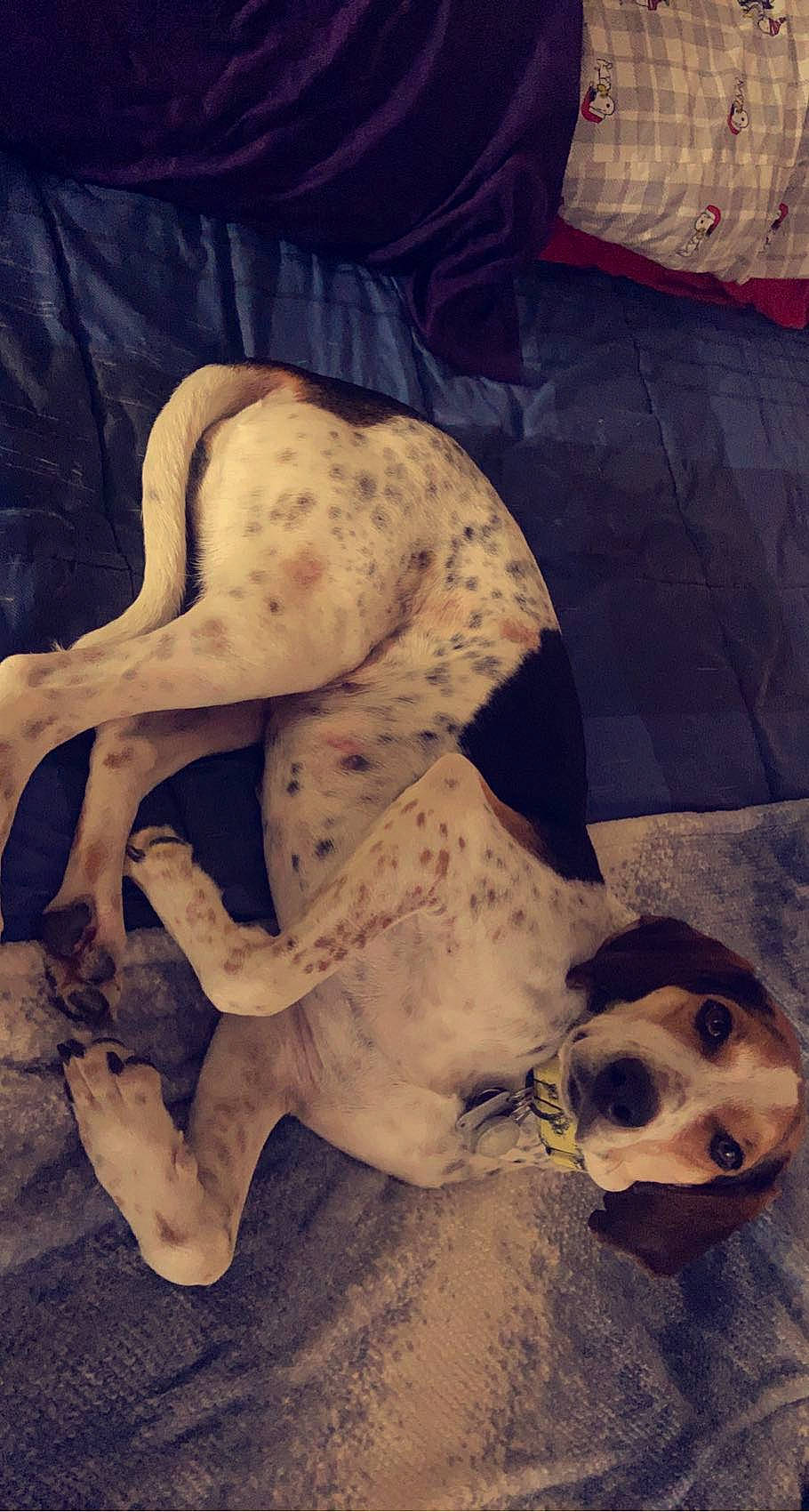 Chip joined the competition — help win amazing prizes! canidae, carnivore, cloud, comfort, companion_dog, dalmatian, dog, dog_breed, dog_supply, fawn, mammal, metal, paw, puppy_love, snout, sporting_group, tail, toy_dog, wood, working_animal