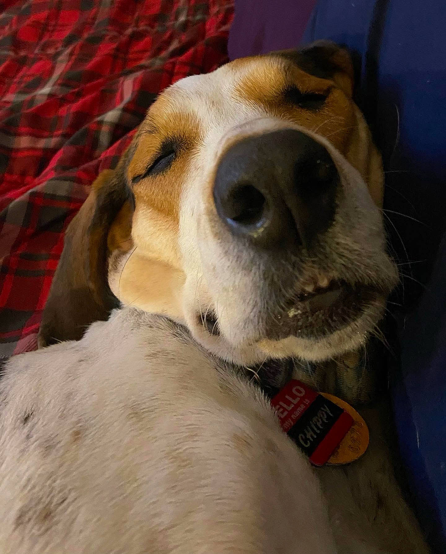 Chip is registered to the contest to win money with this photo: carnivore, collar, comfort, companion_dog, dog, dog_breed, dog_collar, dog_supply, fawn, fur, pattern, pet_supply, plaid, puppy_love, retriever, snout, sporting_group, tartan, whiskers, working_animal