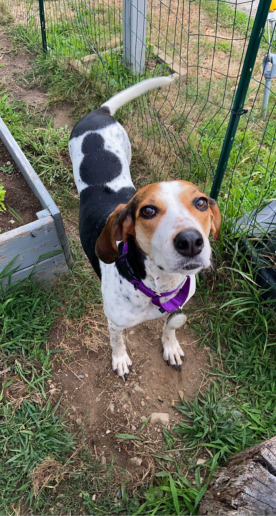 Chip joined the competition — help win amazing prizes! beagle, carnivore, collar, companion_dog, dog, dog_breed, dog_collar, dog_supply, fawn, fence, grass, hound, leash, pet_supply, plant, scent_hound, snout, sporting_group, tail, working_animal