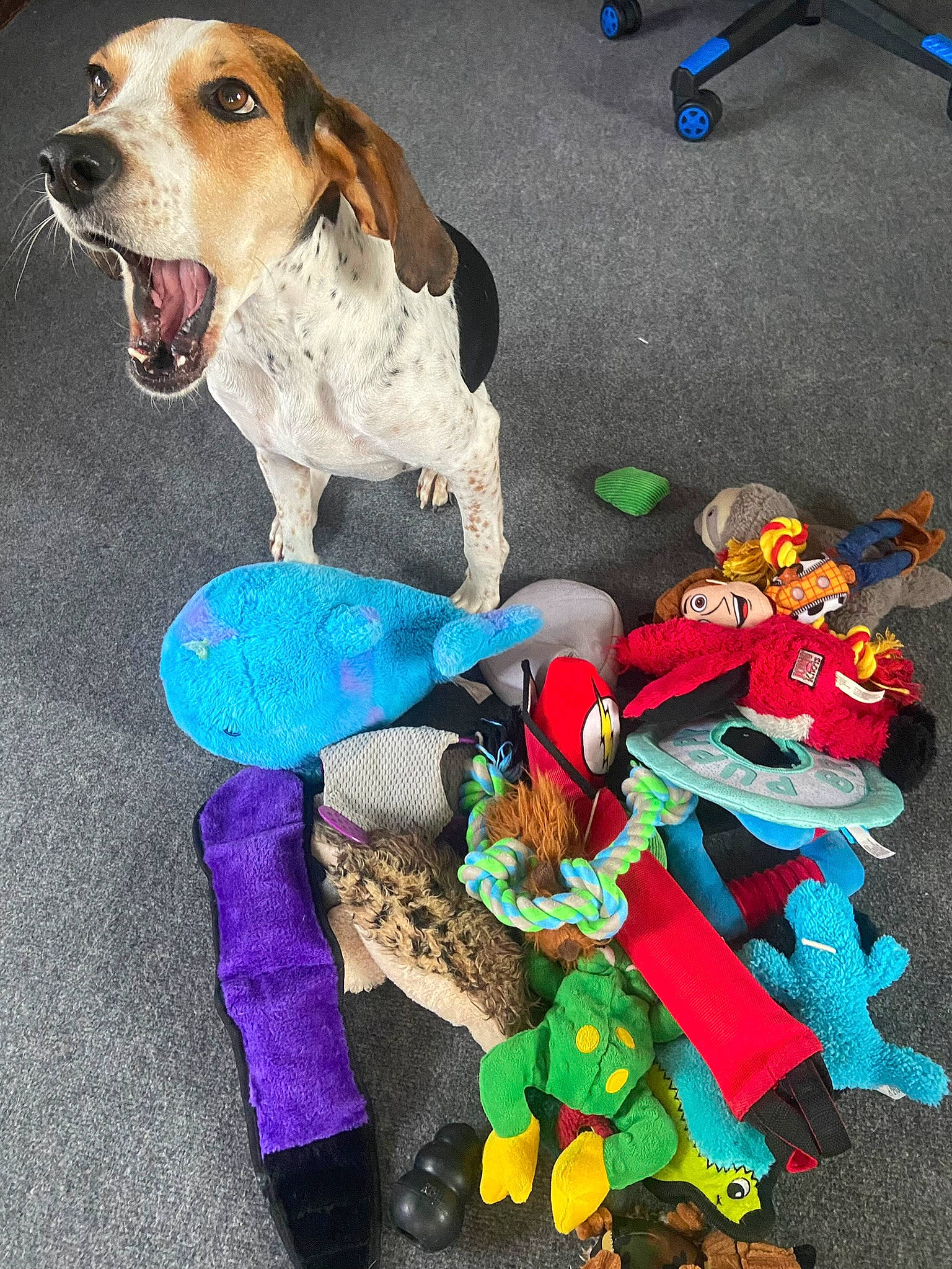 Chip joined the competition — help win amazing prizes! art, blue, carmine, carnivore, collar, companion_dog, dog, dog_breed, dog_clothes, dog_collar, dog_supply, electric_blue, fawn, fun, fur, hound, leash, pet_supply, sporting_group, toy