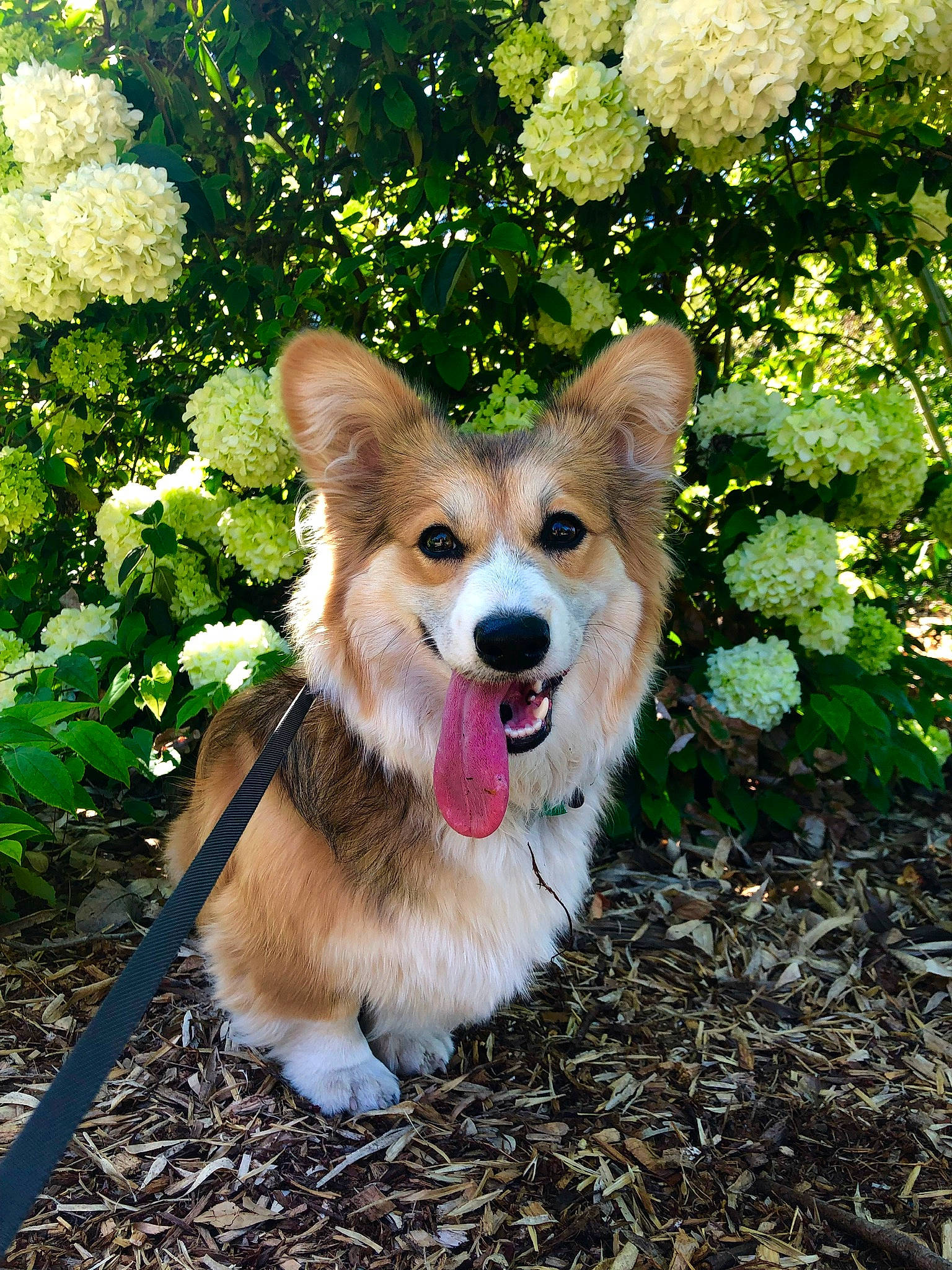 Maisey joined the competition — help win amazing prizes! canidae, cardigan_welsh_corgi, carnivore, collar, companion_dog, dog, dog_breed, dog_supply, fur, garden, mammal, pembroke_welsh_corgi, shrub, snout, sporting_group, tongue, vertebrate, welsh_corgi, whiskers, working_animal