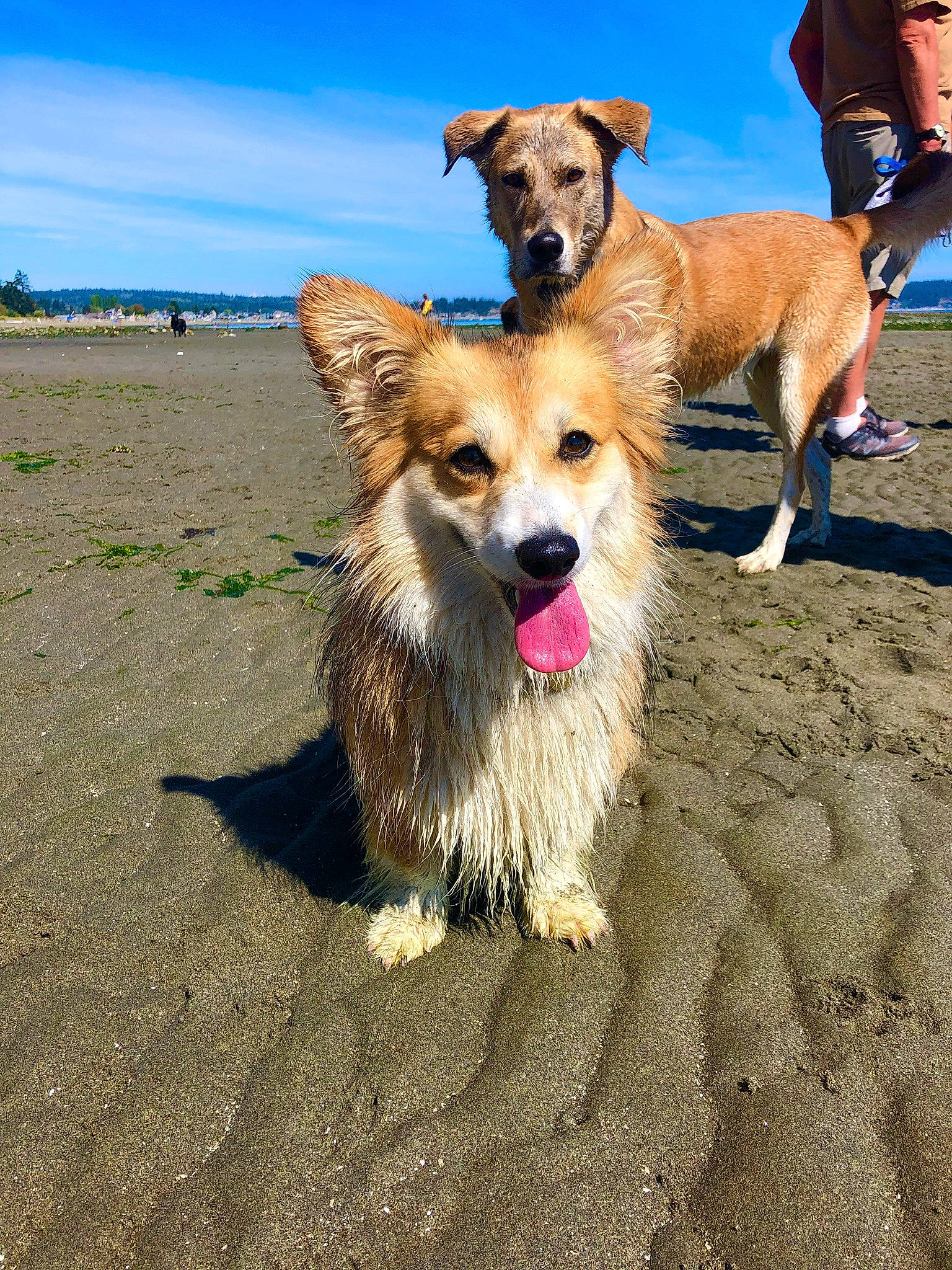 Maisey joined the competition — help win amazing prizes! canidae, carnivore, collar, companion_dog, dog, dog_breed, dog_supply, fawn, fur, herding_dog, mammal, non_sporting_group, pet_supply, plain, sand, snout, sporting_group, vertebrate, whiskers, working_animal