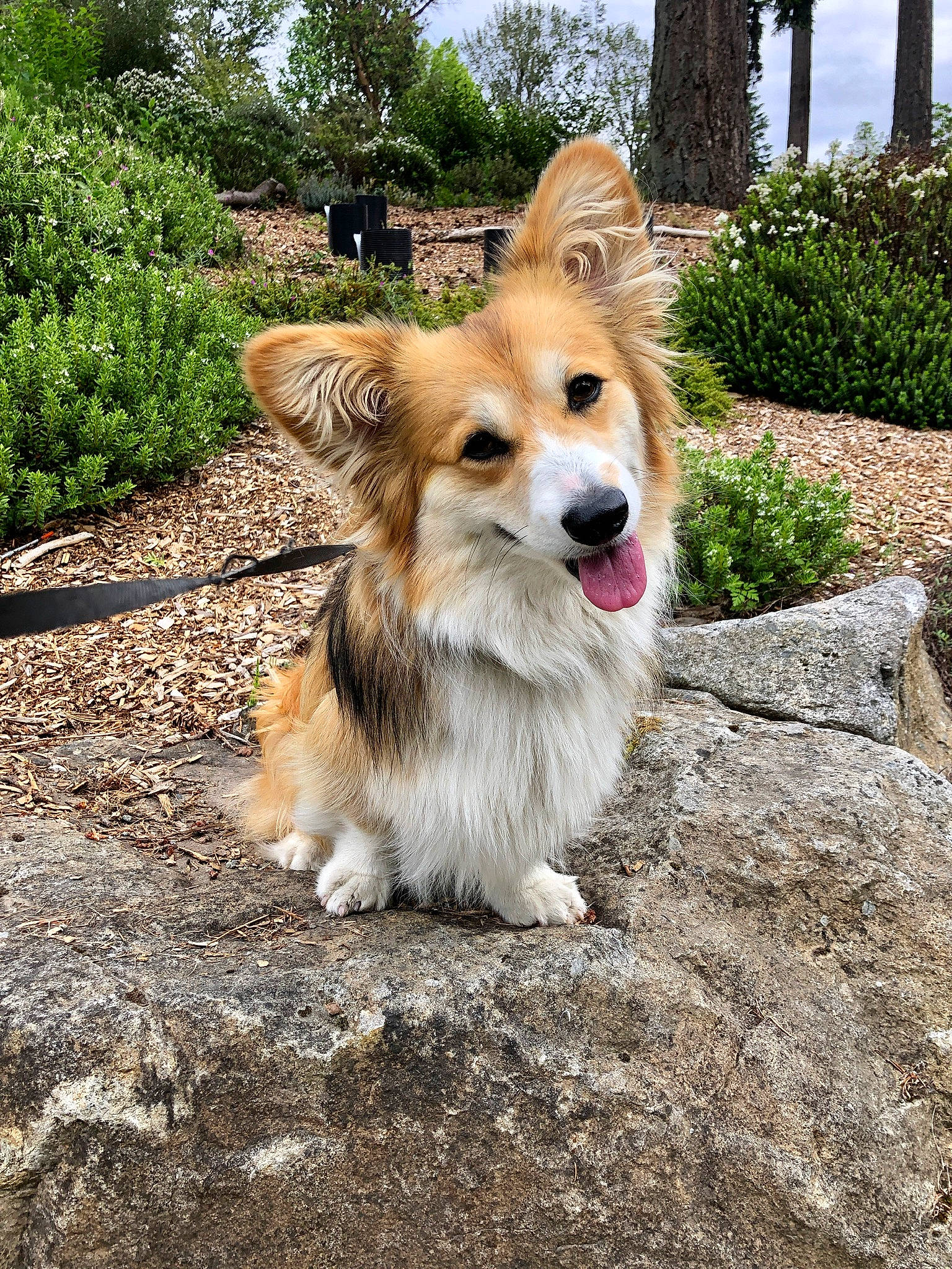 Maisey joined the competition — help win amazing prizes! canidae, carnivore, companion_dog, dog, dog_breed, dog_supply, fawn, fur, garden, hedge, herding_dog, mammal, non_sporting_group, pembroke_welsh_corgi, shrub, snout, sporting_group, welsh_corgi, whiskers, working_animal