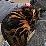 Uny participe au concours pour gagner de l'argent avec cette photo : blanket, cat, comfort, cozy, curled_up, cute, fabric, feline, floor, gray, indoor, paw, pet, relaxed, resting, sleeping, striped, tabby, tile, whiskers