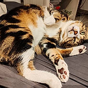 Uny participe au concours pour gagner de l'argent avec cette photo : animal, bed, cat, closeup, cozy, cute, domestic, fur, gray_bedspread, green_eyes, indoor, mammal, paw, pet, playful, relaxed, resting, striped, tabby, whiskers