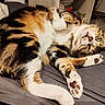 animal, bed, cat, closeup, cozy, cute, domestic, fur, gray_bedspread, green_eyes, indoor, mammal, paw, pet, playful, relaxed, resting, striped, tabby, whiskers