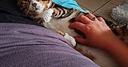 Uny participe au concours pour gagner de l'argent avec cette photo : animal, bed, blanket, box, cat, comfort, cushion, domestic, floor_tiles, fur, hand, human_interaction, indoor, paw, pet, relaxing, resting, ring, shelf, tabby_cat