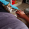 animal, bed, blanket, box, cat, comfort, cushion, domestic, floor_tiles, fur, hand, human_interaction, indoor, paw, pet, relaxing, resting, ring, shelf, tabby_cat