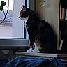 Uny participe au concours pour gagner de l'argent avec cette photo : animal, cat, contemplative, cozy, feline, green_leaves, home, indoor, looking_outside, natural_light, pet, plant, quiet, sitting, still_life, striped_fur, tabby_cat, white_paws, window, windowsill