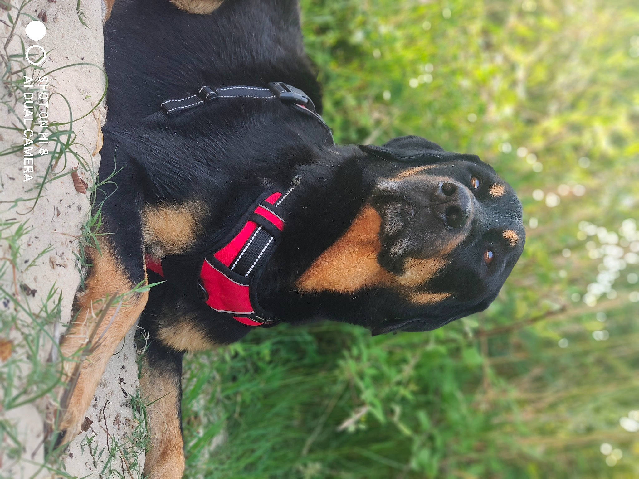 One participe au concours pour gagner de l'argent avec cette photo : canidae, carnivore, collar, companion_dog, dog, dog_breed, dog_collar, dog_supply, fashion_accessory, fur, grass, leash, pet_supply, plant, snout, sporting_group, tail, terrier, tree, working_animal