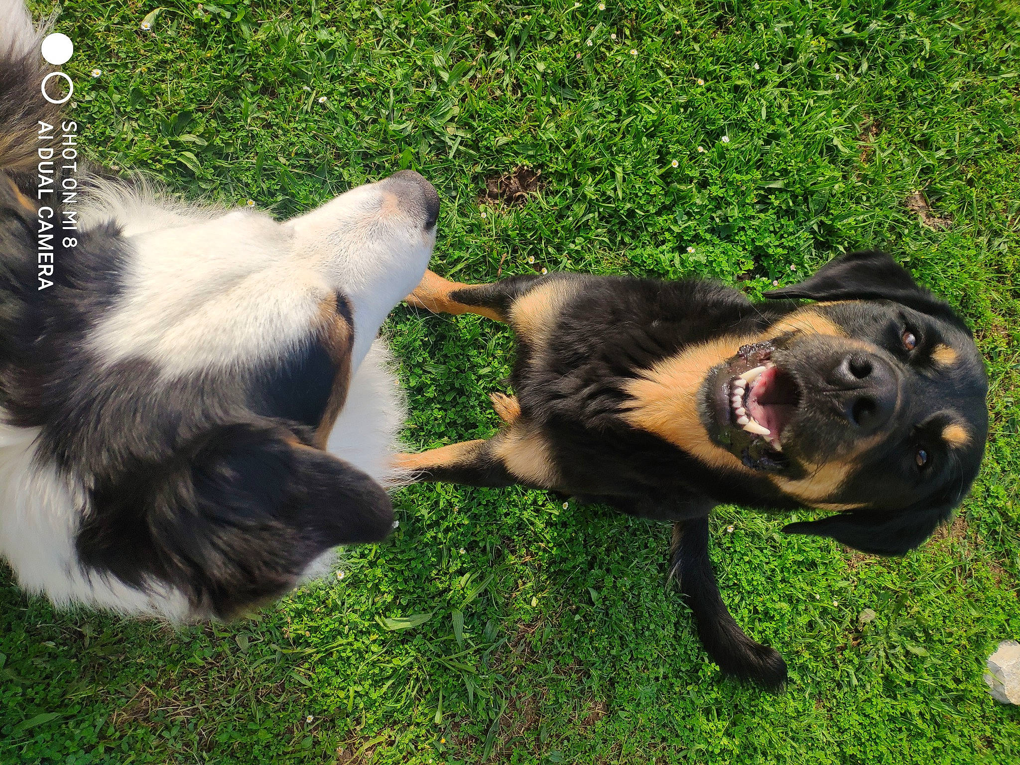 One a rejoint le concours — aidez-le/la à gagner de superbes lots ! canidae, carnivore, companion_dog, dog, dog_breed, fur, grass, herding_dog, hunting_dog, mammal, plant, snout, sporting_group, tail, terrestrial_animal, vertebrate, working_animal, working_dog