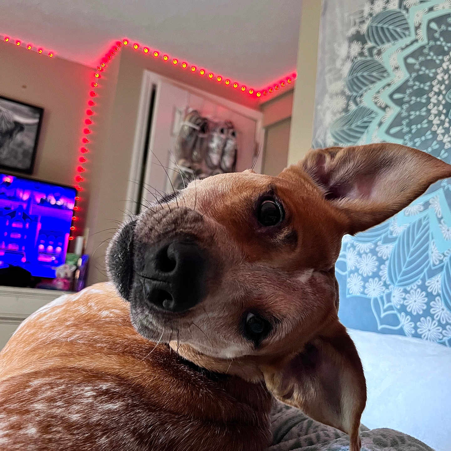 Harper is registered to the contest to win money with this photo: animal, architecture, building, canine, computerhardware, couch, dog, electronics, furniture, hardware, hound, indoors, interiordesign, livingroom, monitor, pet, puppy, room, screen, tv