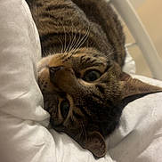 Sango participe au concours pour gagner de l'argent avec cette photo : animal, bed, cat, closeup, comforter, cozy, cute, cute_pet, domestic_animal, feline, fur, indoor, mammal, pet, relaxing, resting, sleeping, soft, tabby_cat, whiskers