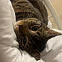 animal, bed, cat, closeup, comforter, cozy, cute, cute_pet, domestic_animal, feline, fur, indoor, mammal, pet, relaxing, resting, sleeping, soft, tabby_cat, whiskers
