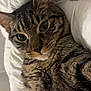 Sango participe au concours pour gagner de l'argent avec cette photo : animal, blanket, cat, close_up, cozy, cute, domestic_cat, ears, eyes, face, feline, fur, indoor, pet, portrait, relaxed, resting, sleeping_area, tabby_cat, whiskers