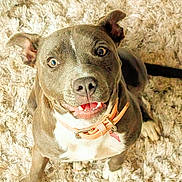Nova joined the competition — help win amazing prizes! animal, brown, canine, carpet, collar, cute, dog, domestic_animal, ears, friendly, fur, happy, indoor, looking_up, mammal, pet, playful, smiling, teeth, white