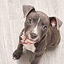 Nova joined the competition — help win amazing prizes! adorable, animal, collar, cute, dog, ears, floor, gray, heart_tag, indoor, looking_up, nose, paw, pet, pink_collar, puppy, sitting, white_patch, wooden_floor, young