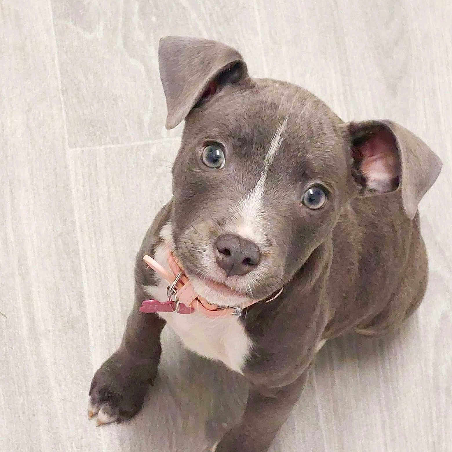 Nova joined the competition — help win amazing prizes! adorable, animal, collar, cute, dog, ears, floor, gray, heart_tag, indoor, looking_up, nose, paw, pet, pink_collar, puppy, sitting, white_patch, wooden_floor, young